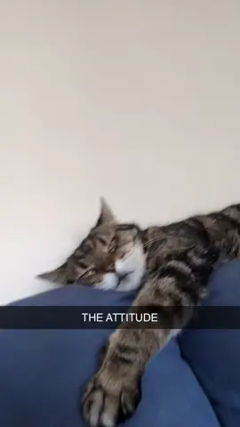 He really said no thanks #cats#sass#fyp