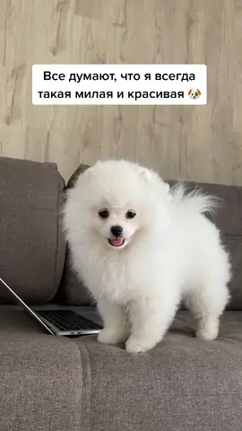 Нам всем есть, что скрывать 🤭#милаш #лучшеевпитомце #питомецвтикток #померанскийшпиц