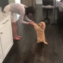#dogs #goldenretriever #pups #foryou #foryoupage #fyp #puppies #puppiesoftiktok #dogsoftiktok #lovedogs #cutedogs #tiktokdogs #aww #cute #doggo #doggy