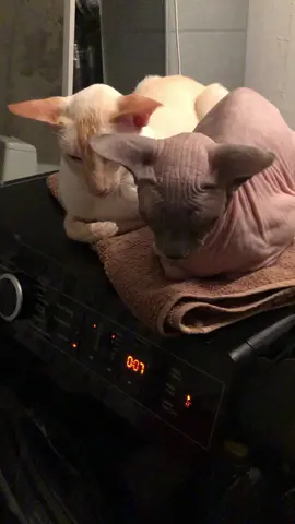 #7минутполётнормальный #ориентал #сфинкс