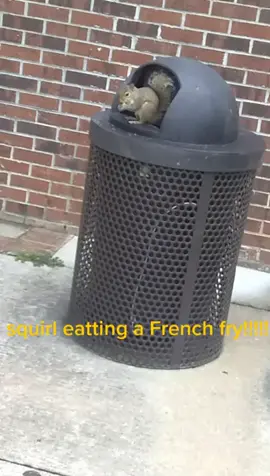 just your average squirrel eatting a French fry. gulf shores trip#softsquirreltiktok
