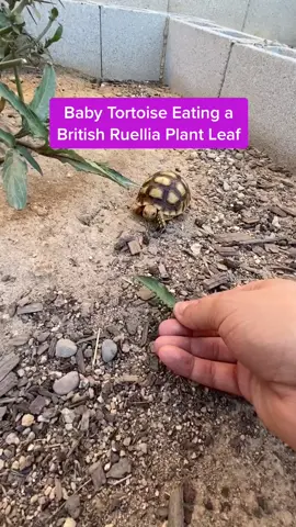 Baby Tortoise Eating a British Ruellia Leaf in the morning 🌿🐢☀️ #babytortoise #treatyourpet #LittleBitFancy #tortoisewhisperer
