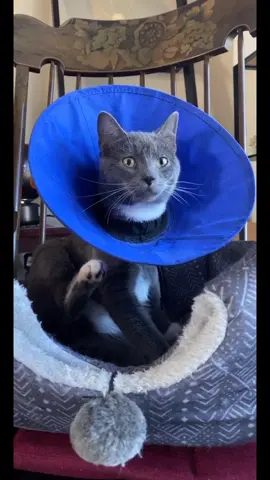 My poor cone bb🥺 #cat#kitten#babyanimal#cuteanimal#kitty#cone#gray#cutecat#pet#petlove#petlover#cutepet#catsoftiktok#fyp#foryou