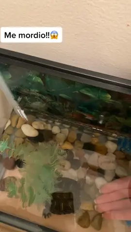Mi tortuga pensó que le estaba hechando comida y me mordió. #fyf #fy #you #turtle #bite #funny #challenge #viral