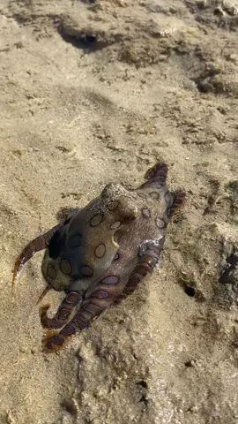 Blue ring octopus moving between rock pools (HIGHLY VENEMOUS) #australianwildlife #australia #fyp #blueringedoctopus #foryou