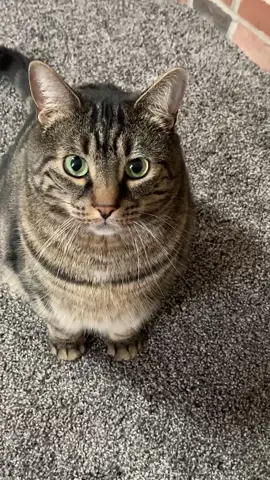 Cat went from 👁👄👁 to ⚫️👄⚫️ (via @mr.milothechonk) #catsoftiktok #fyp #foryou #viral #PetsOfTikTok #guilty