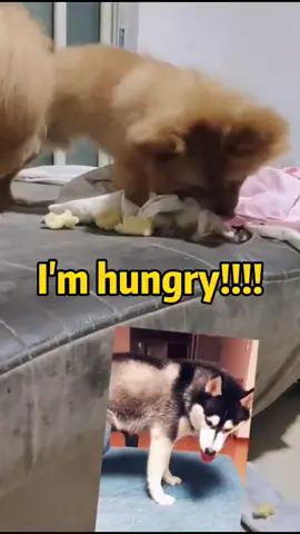 when i not at.home. what my dog do?😭😭#foryoupage #fyp #cute #dogsoftiktok #dog