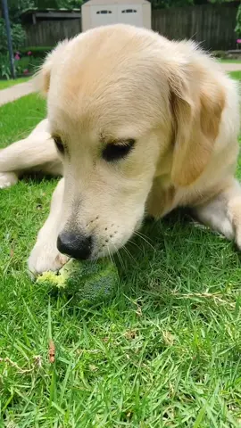 #BackyardVibes #brocoli #dog #golden #treatyourpet #foryou #fyp #foryoupage #food