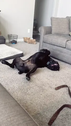 I have my “special” moments 🤪 #fyp #fypシ #foryou #foryoupage #dog #dogs #dogsoftiktok #BackyardVibes #RaiseYourVoice #cute #doggo #canecorso