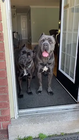 #dontblink #canecorso #dogsoftiktok #canada #Summer