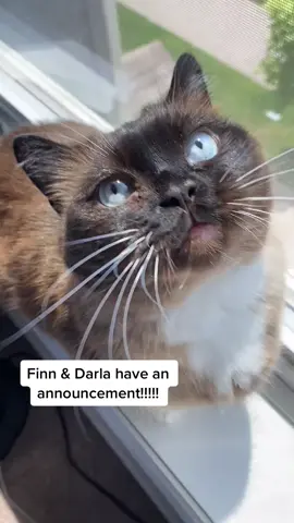 My munchkin kitties have a PO Box!!! Send them something fun! ☺️ #foryoupage #munchkincats #finn #darla #mail #fyp