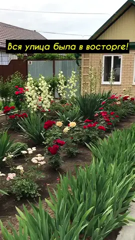 Всю душу в неё вложили,не пожалейте лайка❤️🌹 #цветысвоимируками #розывсаду #садсвоимируками #гибискус #цветывсаду #розы #юка #георгиевск