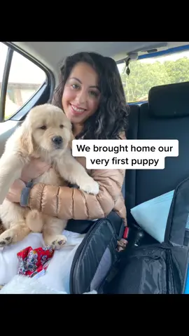 First week with our first puppy #puppy #fyp #dogsoftiktok #anditwentlike #goldenretriever