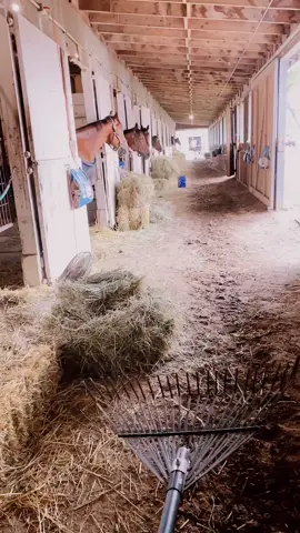 After training clean up👏🏻 #4thOfJuly #clarkeracing #horseracing #foryourpage #horsesoftiktok #fyp #racetrack #racehorse