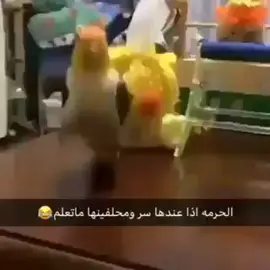 #الحرمه اذا عندها سر ومحلفينها ماتعلم😂😂😂😂😂😂 #اكسبلور