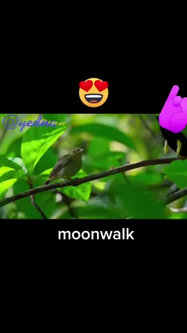 #moonwalk #michaeljackson  #fyp  #funny  #bird  #birdmoonwalk  #fypシ  #fy