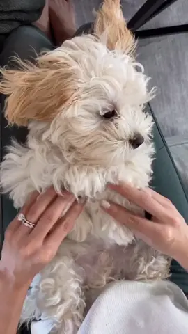 Charlie & Addison better watch out, there’s a new tiktok dancer in town! #fyp #fypシ #foryou #foryoupage #dog #puppy #maltipoo #treatyourpet #petstory
