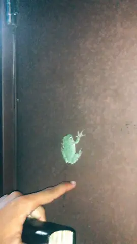 #frog #frogtiktok