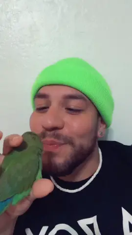 Pets aren’t food #food #pets #birds #lovebirds