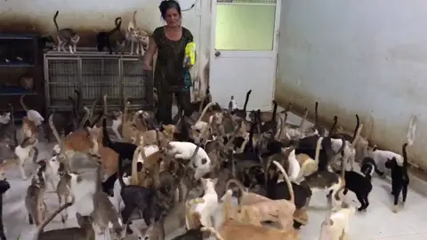 Người phụ nữ nuôi 400 con mèo hoang ở Sài Gòn... #meohoang #cochisaigon