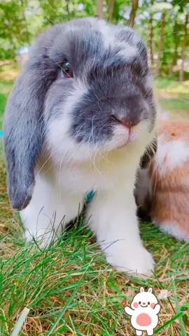 BOOP! 🎵 #LaughPause #minilop #minilopbunny #PetsOfTikTok #fluffy #petstory #bunny #bunnylove #keepingitcute #fyp #bunlife