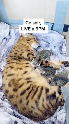 Comment on les nomme ? #tiktokfrance #tiktokquebec #fyp #chaton #chatons #kittens #tiktokcanada #famille