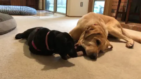 Wait for the end! 🐶🐶 #BFFS #labs #labsoftiktok #dogsoftiktoc #tytheguy #pennytoo