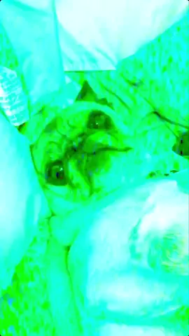 ~bōñk~#LaughPause #foryoupage #foryou #pug #elsapug #alt #alttiktok
