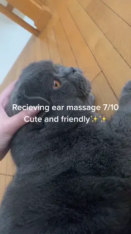 Craig #fyp #foryou #maybeitsmaybelline #catsoftiktok #chonk