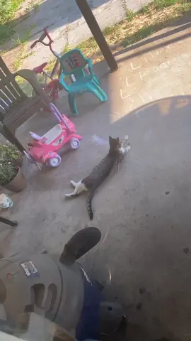 Who’s cat was that? #pitbull #dog #viral