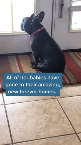 Today was bittersweet. But..it ended with our newest family member😍 #frenchbulldog #frenchie #frenchiesoftiktok #fyp #makesomeonesmile #dogsoftiktok