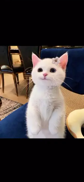 Laughing babies are not bad luck 😍😍💕💕#cat