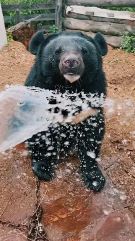 Как же Топтыжка это любит 🥰 #медведьтоптыжка#купание#гималаи#гималайскиймедведь#другчеловека#природа