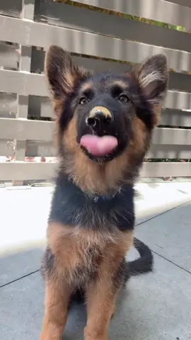 😋😋😋😋😋 #taste #dogsoftiktok #puppycheck #germanshepherd #fyp