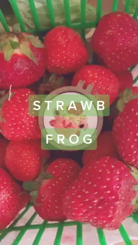 Love strawbs and love frogs 🐸 🍓 #embroidery #embroider #SmallBusiness #pin #frog #froggy #strawberryfrog #strawberrycow