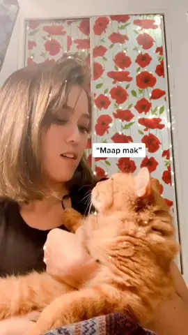 mochi lagi dimarah emak😭😭😭 #samasamadirumah #fypシ #catsoftiktok #kucing