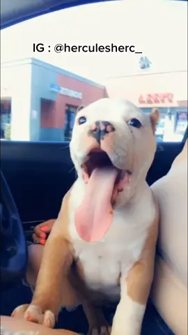 baby herc to Big HERC 👊🏽❤️ #fyp #hercthebully #dontbullymybreed #americanbully #dogsoftiktok #hercules #Herca-maniacs