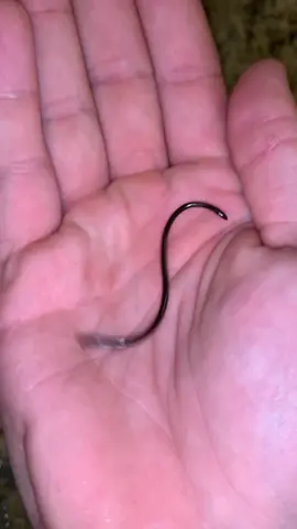 Worlds smallest snake. Can you name it?? #snake #nature #animals #pets #reptiles #foryou #foryoupage #florida