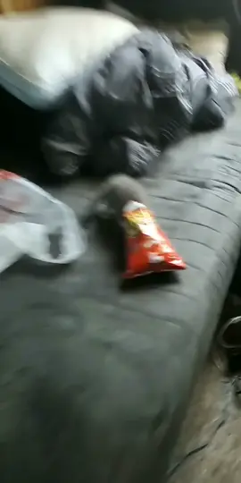 never leave cheetos unattended around kittens.#FoodReview #HungerGames #TheOldGuard