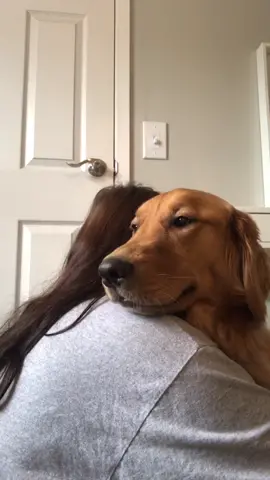 Tried the challenge where you capture your dogs’ reaction when you hug them ❤️ #fyp #dog #hug #goldenretriever