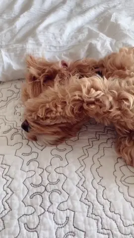 I’m done now 🥺❤️ #petlife #PetsOfTikTok #animalsoftiktok #cutepuppy #learningtodog #workfromhome