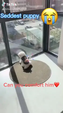 Can you give him some support and encouragement?❤️❤️#tiktok #dog #dogs #puppy #petlover #foryou#puppydog #puppylove #doglover #cute#Home#fyp#helpme