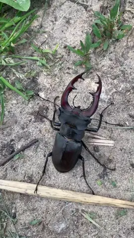 #жук #жуколень #природа #насекомые #олень #рога #лето #деревня