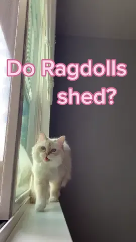 Reply to @jay_sxlehi242  The answer is a lot. There's always cat hair floating around when you have three of them