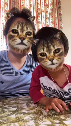 Gatos
