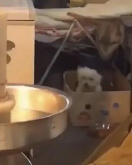 Jump around! Jump! Jump! #dog #dogsoftiktok #dogs #funnydog #rap #dancingdog #fyp #fy #foryou #foryourpage #viral #lol