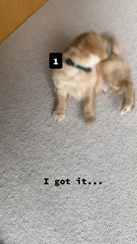 #puppy #funny #dogvideos