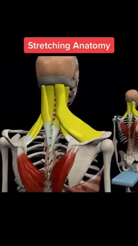 The anatomy of stretching by #muscleandmotion #anatomy #stretching #Fitness #education #anatomyexercise