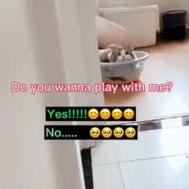Do you?❤️#tiktok #foryou #foryoupage #cat #petlover #kitty
