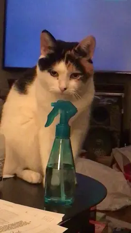 #catsoftiktok #calico #badshah #badkitty #stubborn